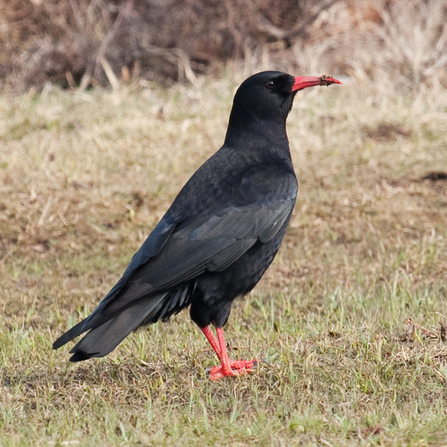 Chough