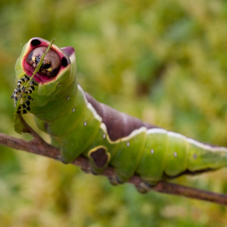 Puss moth caterpillar