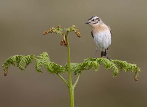 Whinchat