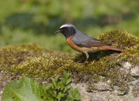 Redstart