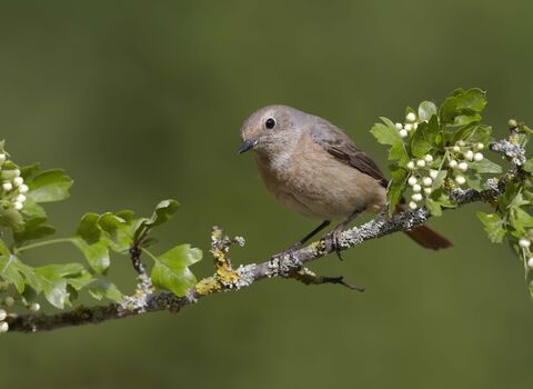 Redstart