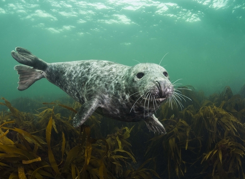 Grey Seal