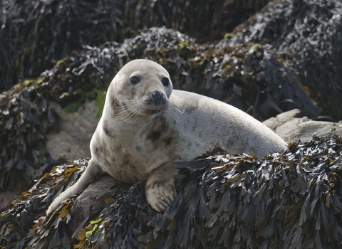Grey Seal