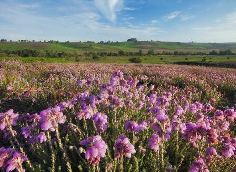 Cross-leaved Heath