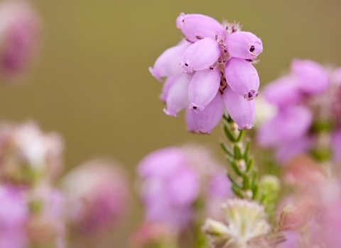 Cross-leaved Heath