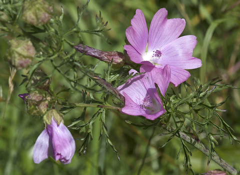 Musk Mallow
