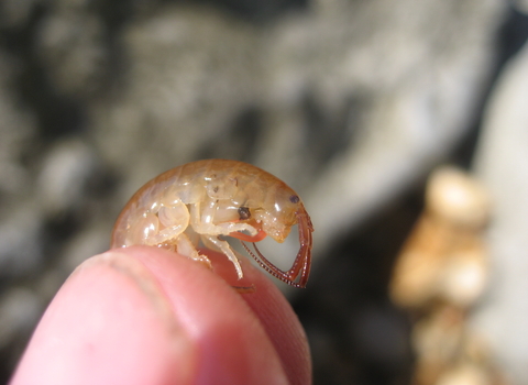 Sand hopper