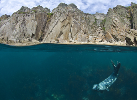 Seal diving