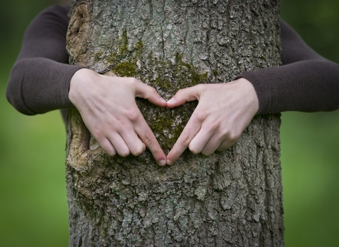 hands tree