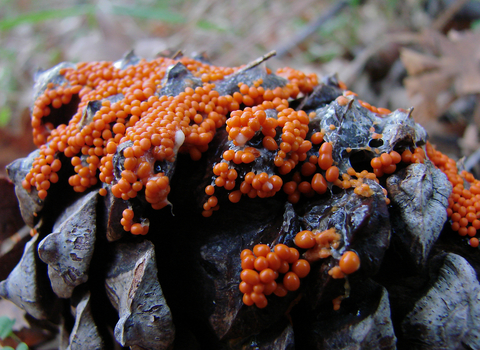 Slime mould