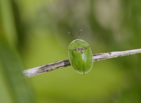 Green tortoise beetle