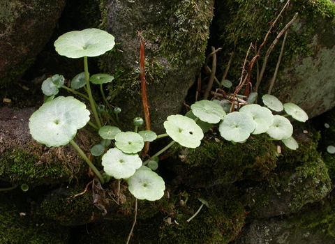 navelwort