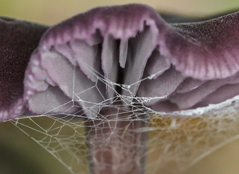 Amethyst deceiver