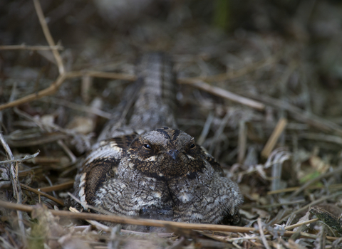 Nightjar