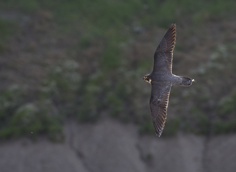 Peregrine falcon