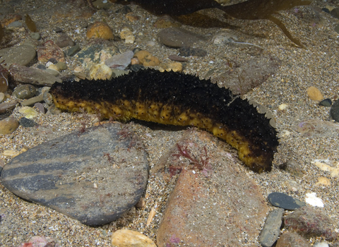 Cotton spinner sea cucumber