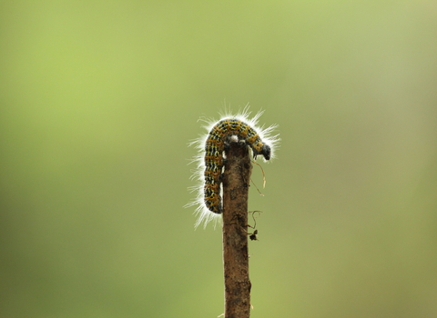 Buff tip caterpillar