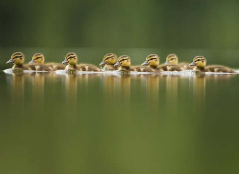 Ducklings