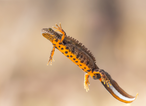 Great crested newt