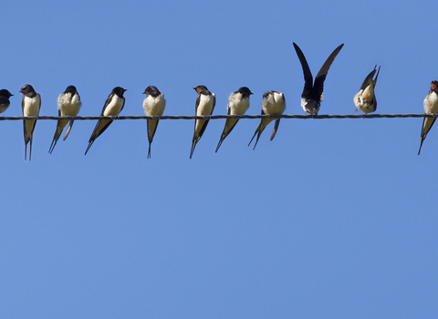 Swallows perched along a telegraph wire against a blue sky, The Wildlife Trusts