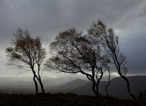 Windswept silver birches silhouetted against sky, Cairngorms National Park, Scotland, UK