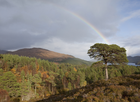 a view of the ancient pine forest Glen Affric, with a rainbow in the sky