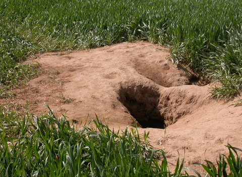 Badger sett in arable field 