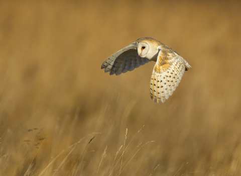 Barn Owl - Danny Green/2020VISION