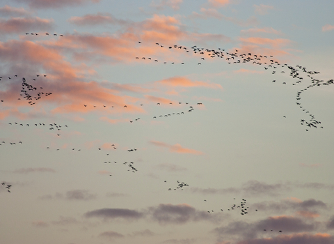 Pink footed geese migrating