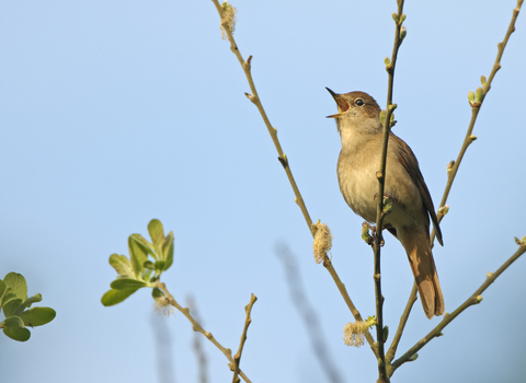 Common nightingale (Luscinia megarhynchos) adult singing. Spring. 