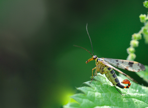 Scorpion fly