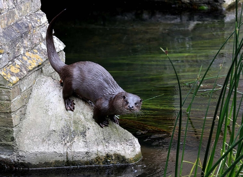 Otter sprainting