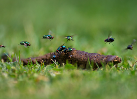 Flies hovering over dung