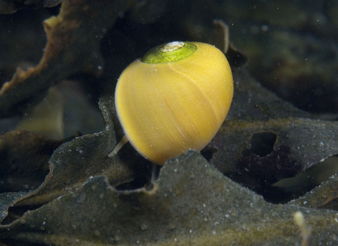 Flat periwinkle