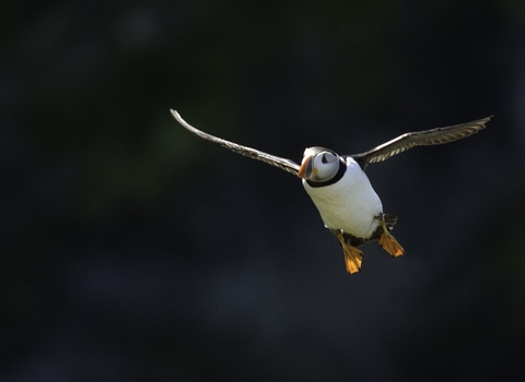 puffin