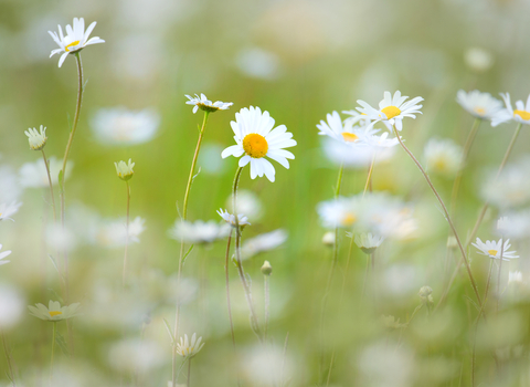 © Jon Hawkins – Surrey Hills Photography