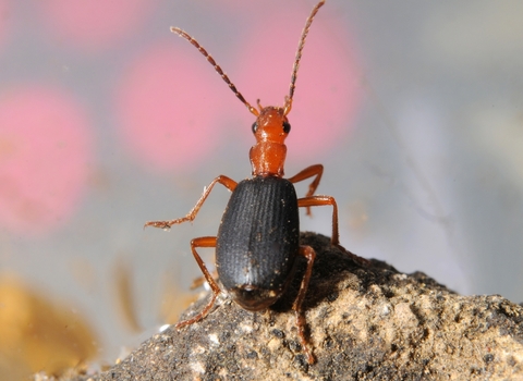 A bombardier beetle standing on a rock. It's a red beetle with black wing cases and fairly long antennae.