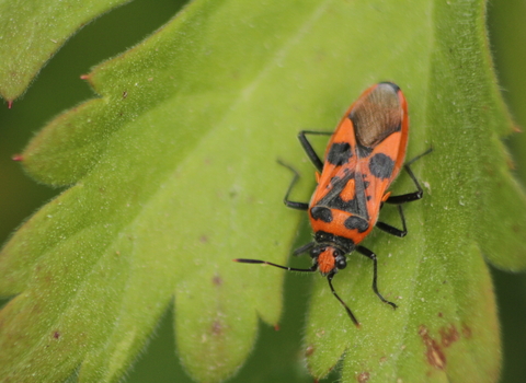 A red and black cinnamon bug resting on a leaf