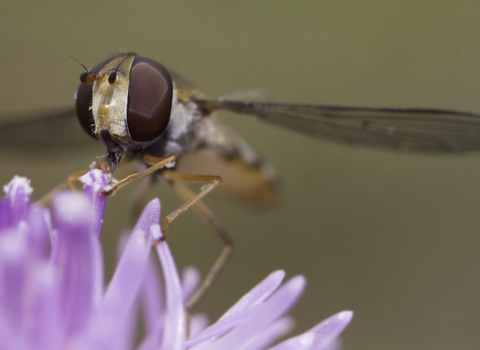 A close-up of a marmalade hoverfly perched on a purple flower. The hoverfly's large compound eyes and transparent wings are clearly visible