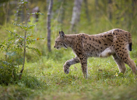A lynx walking through a grassy clearing in a forest