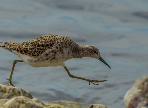A ruff, which is a plump, small-headed wading bird with a pale belly and mottled brown back, running along a rocky shore, one leg stretched out in front of it ready to take the next step