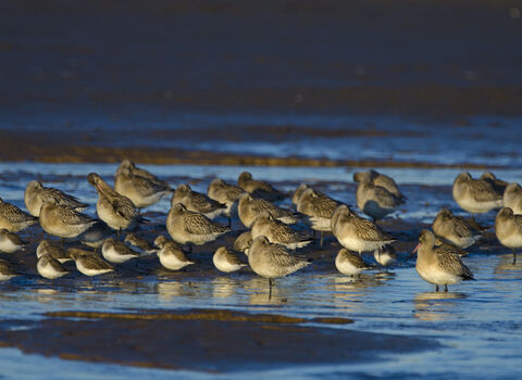 Bar-tailed Godwits and Dunlin roosting on a creek, the Wildlife Trusts