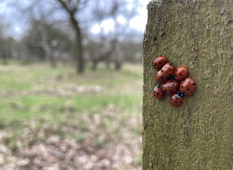 A huddle of eight 7-spot ladybirds on a wooden fence post, with trees in the background