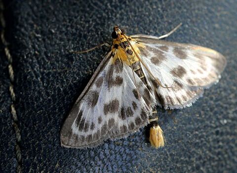 A small magpie moth clinging to a leather seat. It's a small moth with a  yellow head and tail. Its white wings have a black border and a scattering of black dots