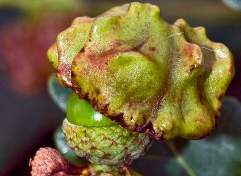 A knopper gall. It's a knobbly looking, red-tinged green growth growing from the top of an acorn