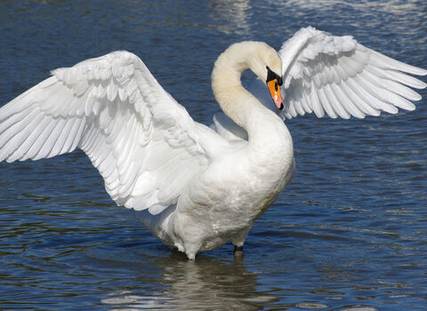 A mute swan standing upright in water, flapping its wings