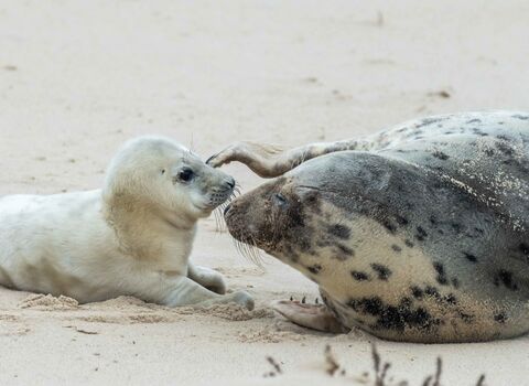 A female grey seal lying on a sandy beach raising a flipper to scratch a fluffy white pup