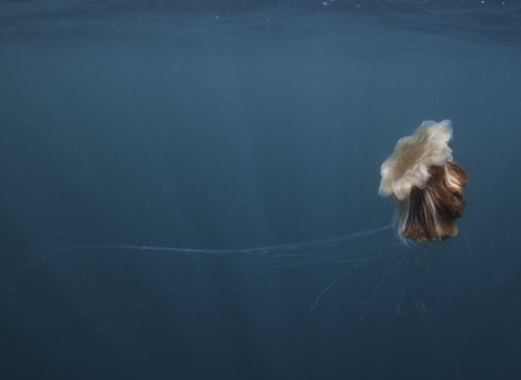 Lions Mane Jelly