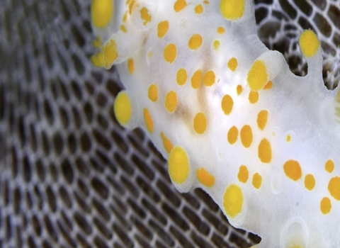 Nudibranch