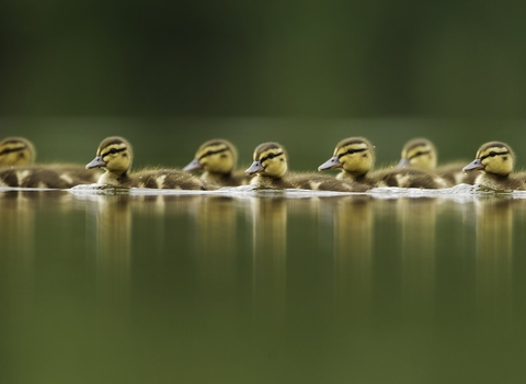 mallard duckling